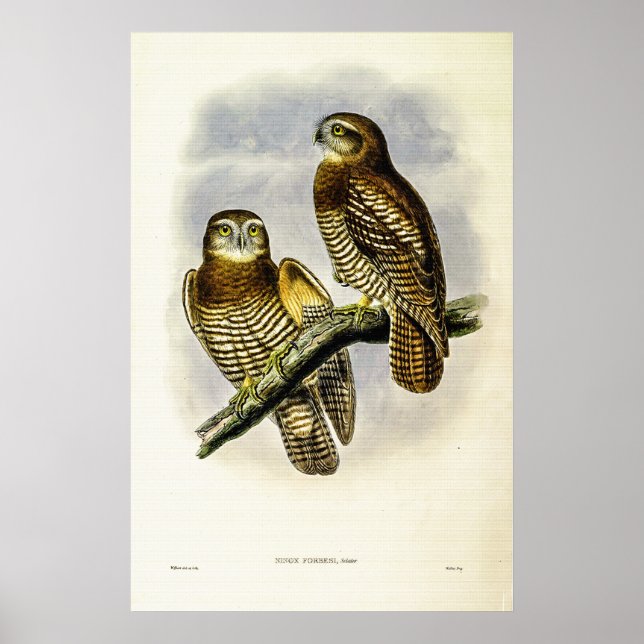 Póster Hechuza Hawk de Forbes de la época, por John Gould (Frente)