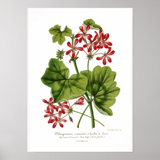 Póster Hederaefolio de Pelargonio (Frente)