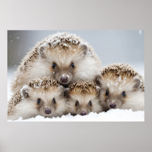 Póster Hedgehog Animal Wild Beauty Freedom Wilderness Art