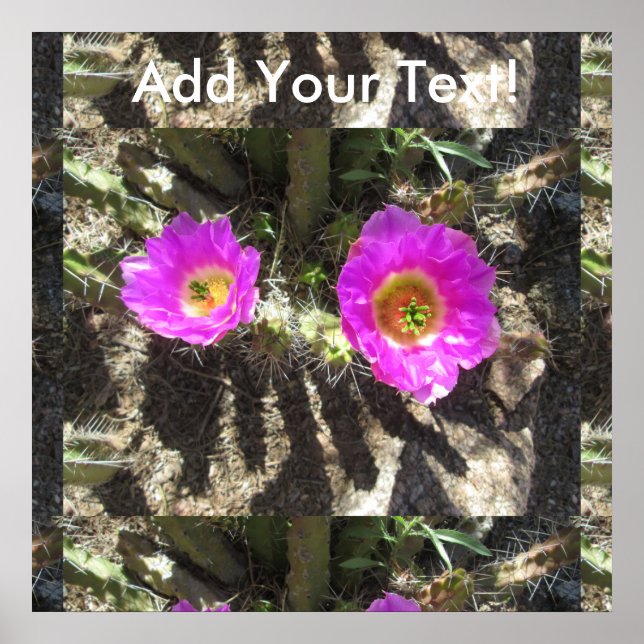 Póster Hedgehog Cactus (Frente)