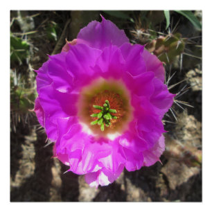 Póster Hedgehog Cactus Flower