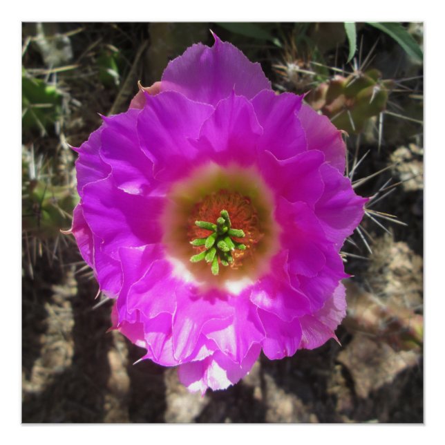 Póster Hedgehog Cactus Flower (Anverso)