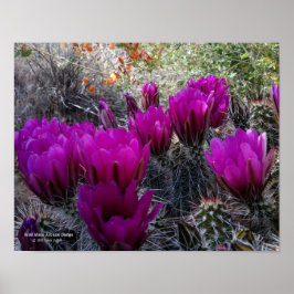 Póster Hedgehog Cactus Magenta Flores Arizona Suroeste