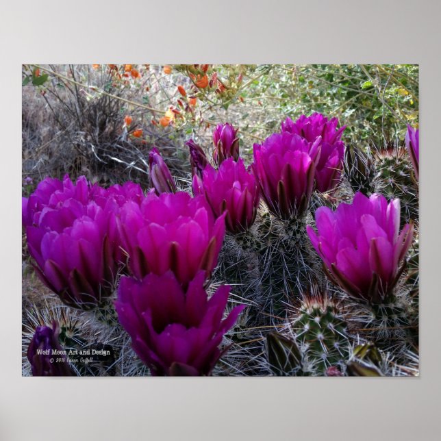 Póster Hedgehog Cactus Magenta Flores Arizona Suroeste (Frente)