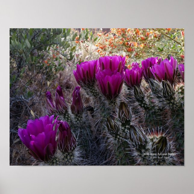 Póster Hedgehog Cactus Magenta Flores Arizona Suroeste (Frente)