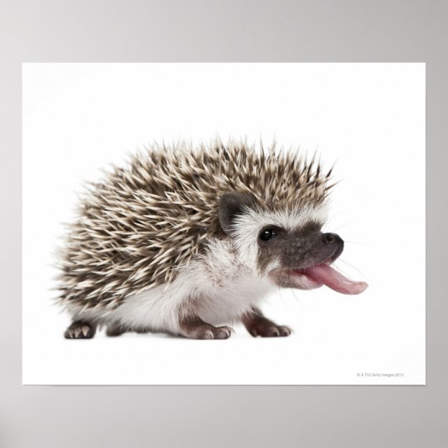 Póster Hedgehog de cuatro dedos - Atelerix albiventris (Frente)