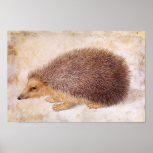 Póster HEDGEHOG / Dibujo animal