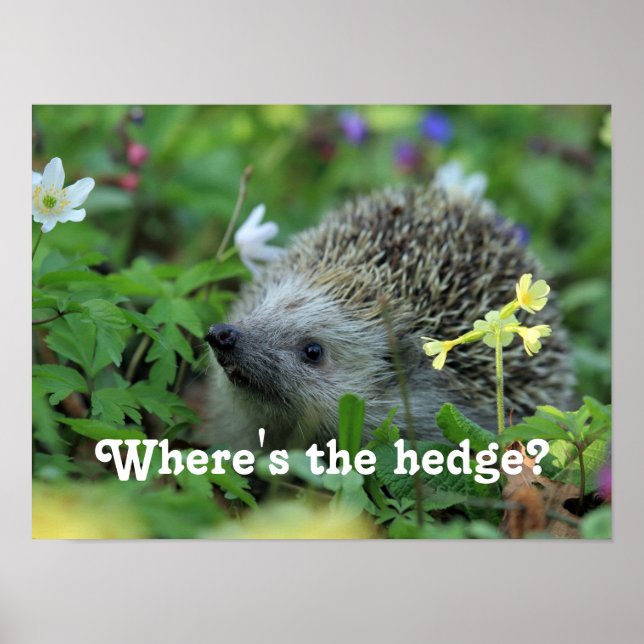 Póster Hedgehog Humor (Frente)