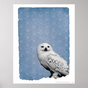 Póster Hedwig 2