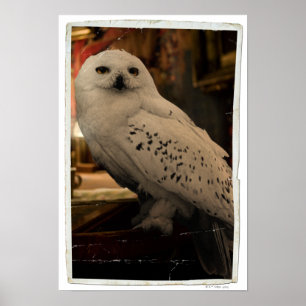 Póster Hedwig 3