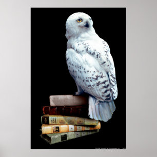 Póster Hedwig en libros