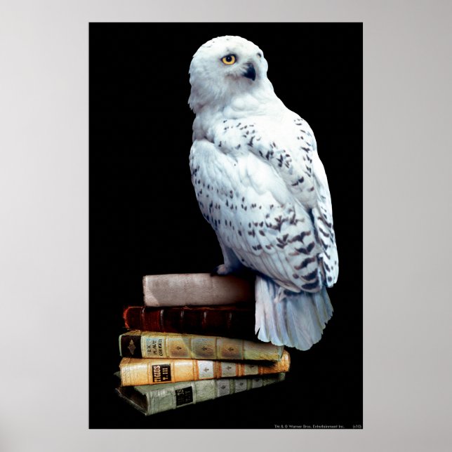 Póster Hedwig en libros (Frente)