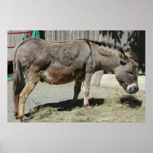 Póster HeeHaw