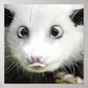 Póster Heidi The Cross Eyed Opossum
