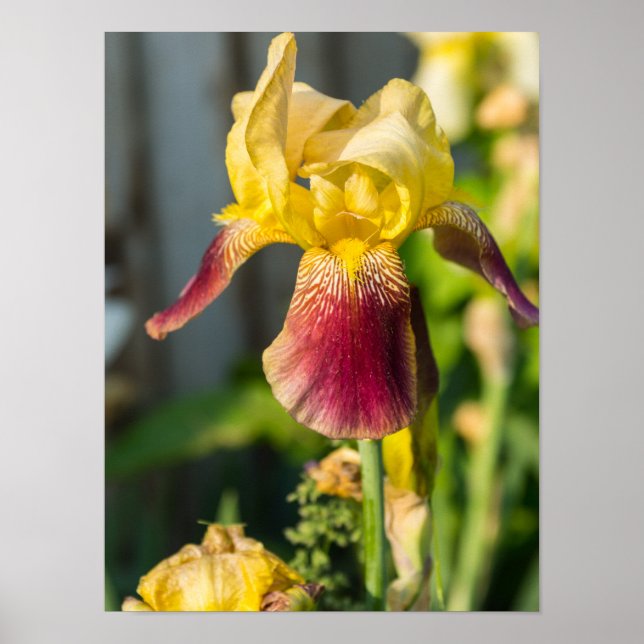 Póster Heirloom Iris (Frente)