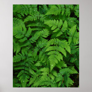 Póster helado bracken con gotas de lluvia, estado de Wash