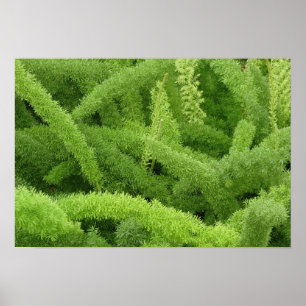Póster Helecho cola de zorro, Asparagus densiflorus myers