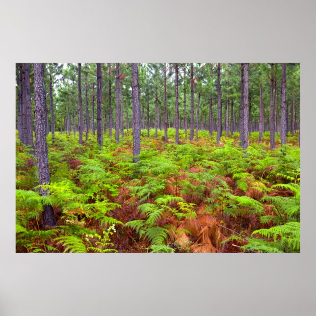 Póster Helecho Común (Pteridium Aquilinum) en Crecimiento (Frente)