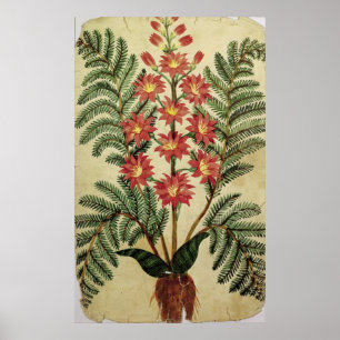 Póster Helecho con las flores rojas y amarillas