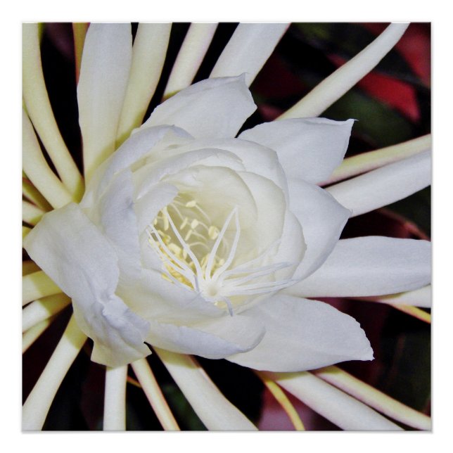 Póster Helecho cuerno de ciervo de floración nocturna (Anverso)