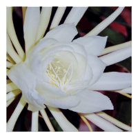Helecho de cuerno de ciervo de floración nocturna