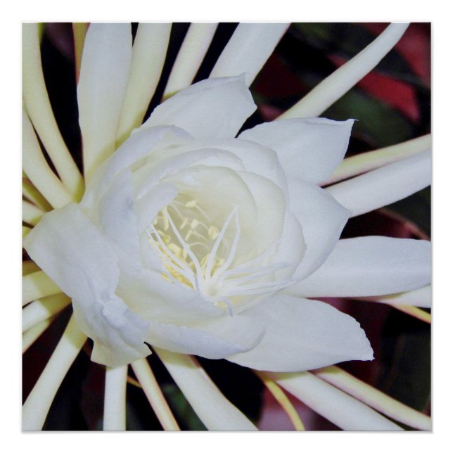 Póster Helecho de cuerno de ciervo de floración nocturna (Anverso)