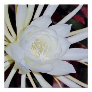 Póster Helecho de cuerno de ciervo en flor nocturna