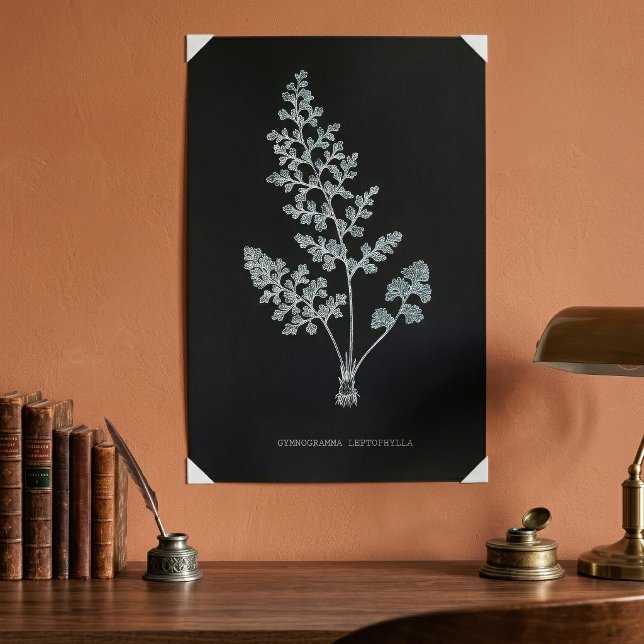 Póster Helecho de Jersey, Anogramma leptophylla (Jersey fern, Anogramma leptophylla. Poster)