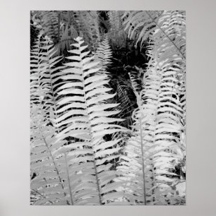 Póster Helecho gigante de cuero silvestre, Florida, EE. U