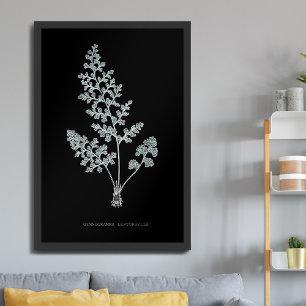 Póster Helecho - Gymnogramma Leptophylla - Efecto de rayo
