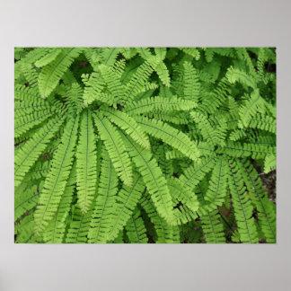 Póster Helecho Maidenhair de Cinco Dedos