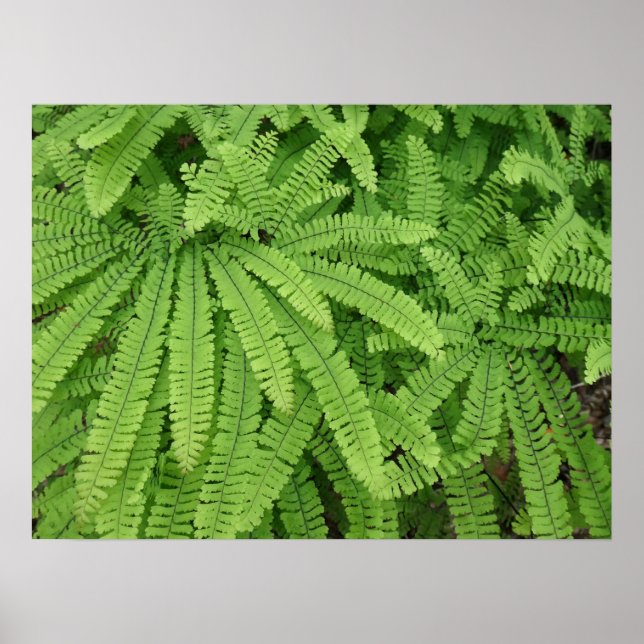 Póster Helecho Maidenhair de Cinco Dedos (Frente)