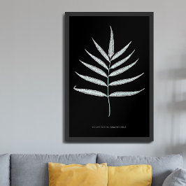 Póster Helecho - Polypodyum Grandidens - Efecto de rayos