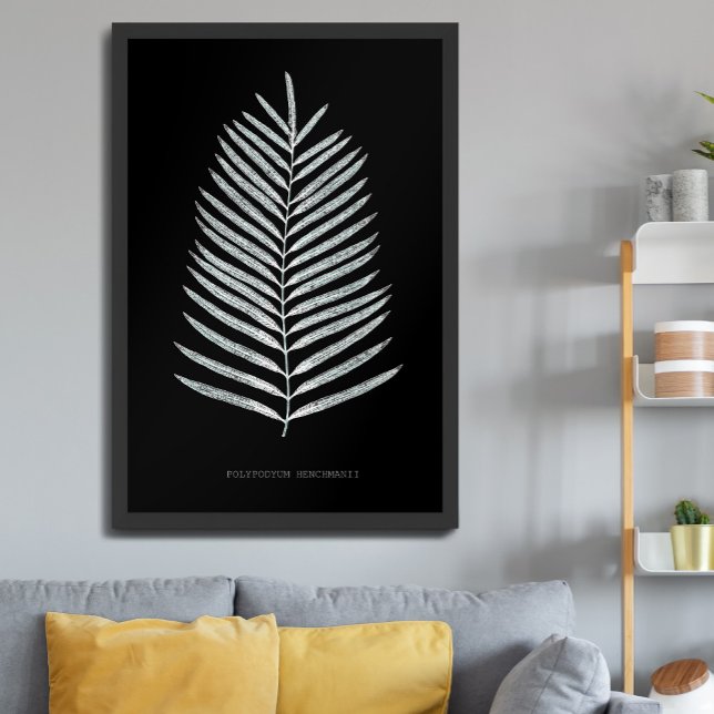 Póster Helecho - Polypodyum Henchmanii - efecto de rayos  (Subido por el creador)