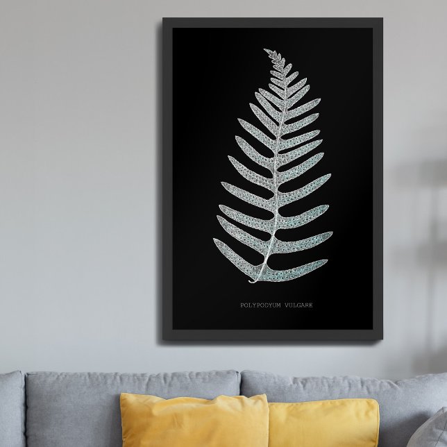 Póster Helecho - Polypodyum Vulgare - Efecto de rayos X - (Subido por el creador)