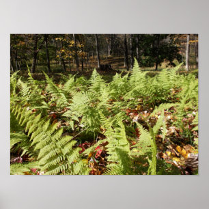 Póster Helechos de otoño