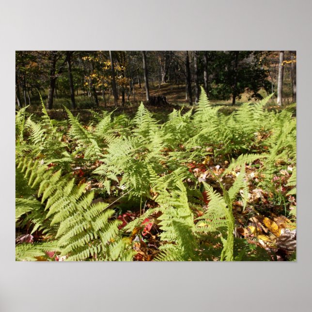 Póster Helechos de otoño (Frente)