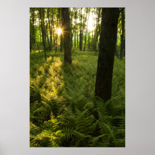 Póster Helechos en el bosque en Grafton, Massachusetts.