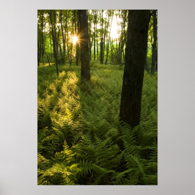 Póster Helechos en el bosque en Grafton, Massachusetts. (Frente)