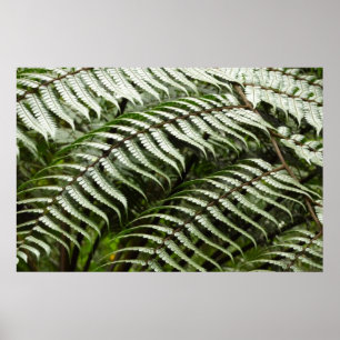 Póster Helechos II Verde Oscuro Naturaleza