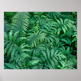 Póster Helechos: Lona--plano