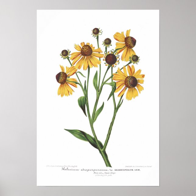 Póster Helenium atropurpureum (Frente)
