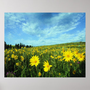 Póster Helianthella en la meseta de cola negra
