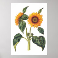 Helianthus annuus
