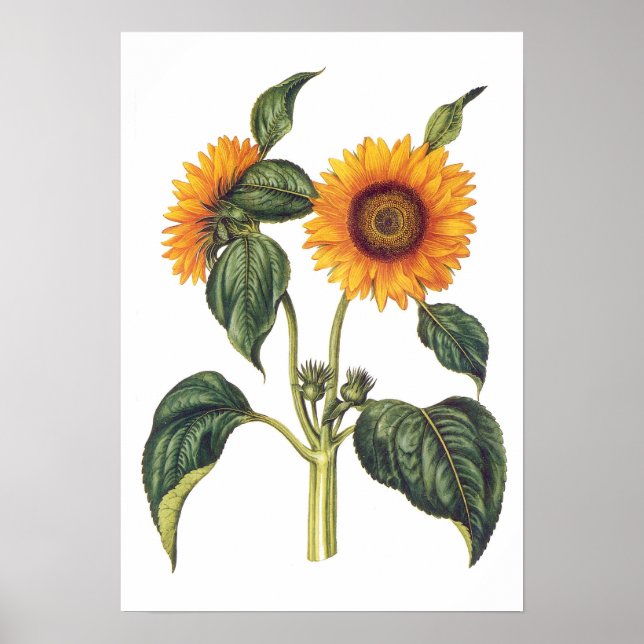 Póster Helianthus annuus (Frente)
