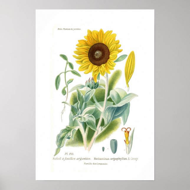 Póster Helianthus argophyllus (Frente)