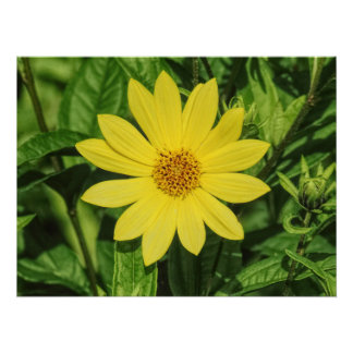 Póster Helianthus 'Lemon Queen' Sunflower