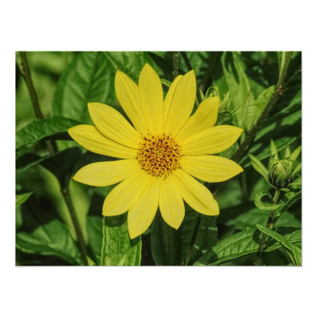 Póster Helianthus 'Lemon Queen' Sunflower (Anverso)
