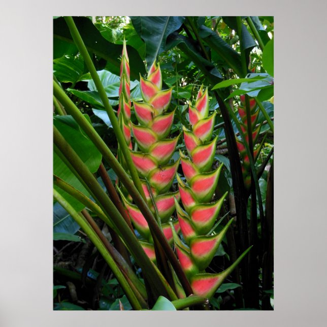 Póster Heliconia (Frente)