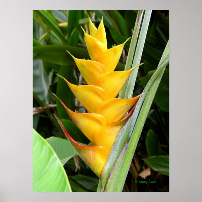 Póster Heliconia de oro (Frente)
